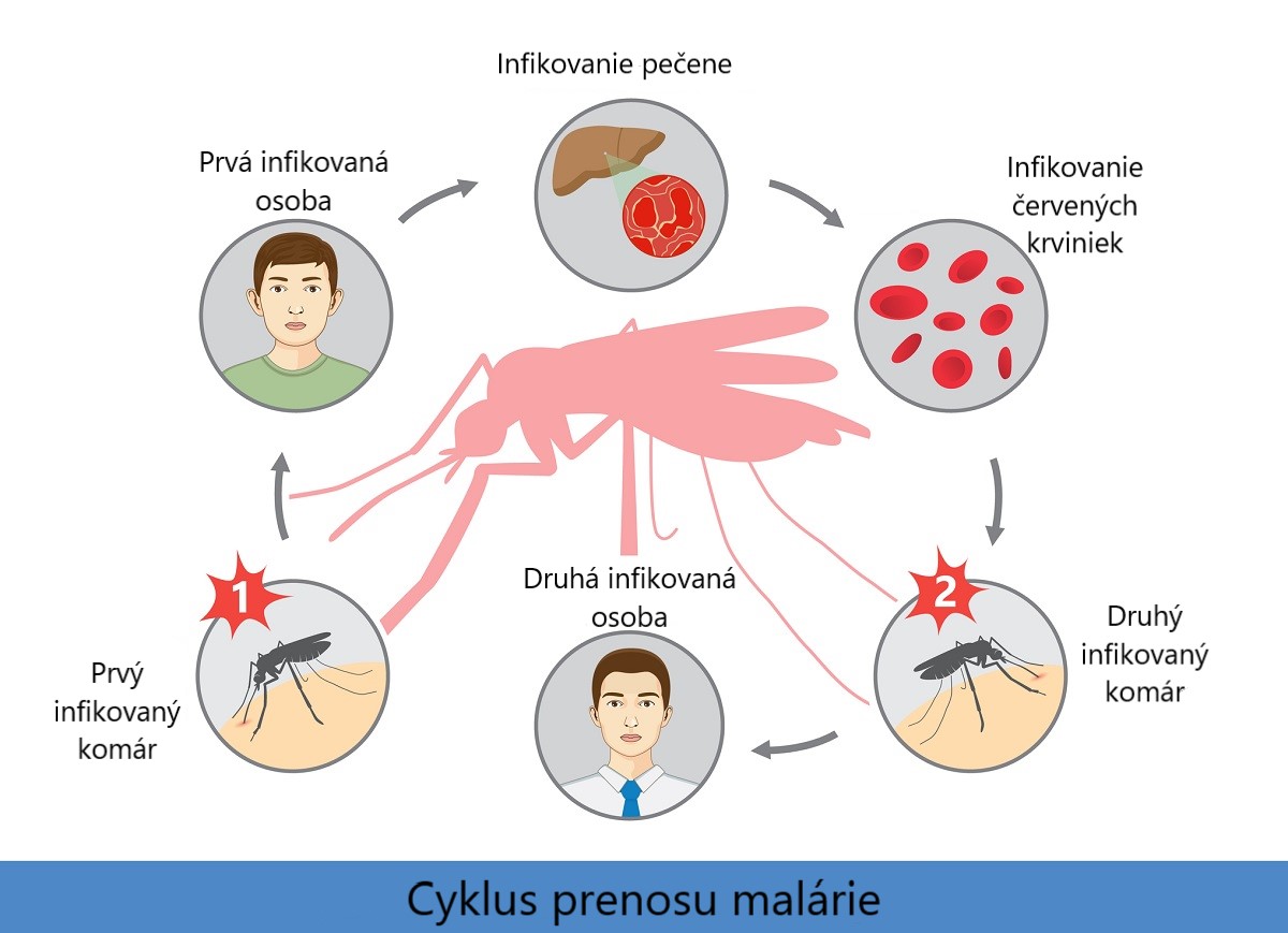 cyklus prenosu malárie